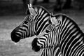 Two Zebra, black and white Royalty Free Stock Photo