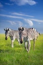 Two zebra close up