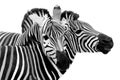 Two zebra, cuddling on a Isolated on white background Royalty Free Stock Photo