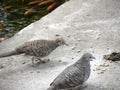 two zebra dove in Reunion island, geopelia striata doves, or Tourterelle pays