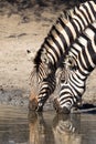 Two Zebra drinking at waterhole Royalty Free Stock Photo