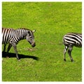 Two zebra eating grass near a dead tree Royalty Free Stock Photo