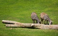 Two zebra eating grass near a dead tree Royalty Free Stock Photo