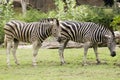 Two Zebra eating grass Royalty Free Stock Photo