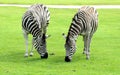 Two Zebra eating Royalty Free Stock Photo