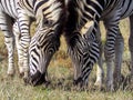 Two zebra eating grass together in the Addo Elephant Park, South Royalty Free Stock Photo