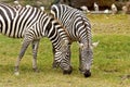 Two zebra eating grass. Royalty Free Stock Photo