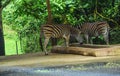 Zebra eating at zoo in the morning Royalty Free Stock Photo