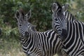 Two Zebra, Equus looking at camera Royalty Free Stock Photo