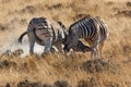 Two Zebra - Etosha National Park - Namibia Royalty Free Stock Photo