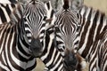 Two zebra faces staring at you Royalty Free Stock Photo