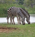 Two zebra feeding in green grass field Royalty Free Stock Photo