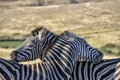 Two zebra grooming on a South African plain