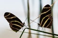 Two Zebra Longwing Butterflies on same leaf facing each other.