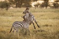 Two zebra playing in Serengeti National Park in Tanzania during safari Royalty Free Stock Photo