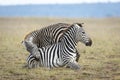 Two zebra playing together in short grass in Amboseli National Park in Kenya