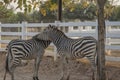 Two zebra Royalty Free Stock Photo