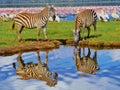 Two Zebra Reflected in a Pond near Pink Flamingo in Lake in Africa