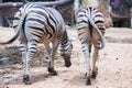 Two zebra`s Royalty Free Stock Photo