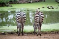 Two zebra`s eating grass Royalty Free Stock Photo