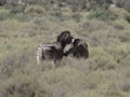 Two zebra in a safari park in South Africa