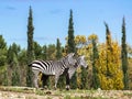 Two zebra in safary park of Sigean Royalty Free Stock Photo