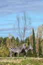 Two zebra in safary park of Sigean Royalty Free Stock Photo