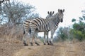 Two Zebra stallions on dirt road hill in Africa