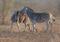 Two Zebra stallions [equus quagga] fighting and biting each other during golden hour in Africa Royalty Free Stock Photo