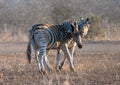 Two Zebra stallions biting and fighting each other during golden hour in Africa Royalty Free Stock Photo