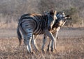 Two Zebra stallions fighting each other during golden hour in Africa Royalty Free Stock Photo