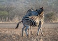 Two Zebra stallions viciously fighting each other during golden hour in Africa Royalty Free Stock Photo