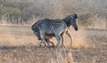 Two Zebra stallions [equus quagga] fighting each other during golden hour in Africa Royalty Free Stock Photo