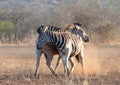 Two Zebra stallions [equus quagga] fighting and pushing each other during golden hour in Africa Royalty Free Stock Photo