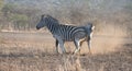 Zebra stallions fighting and kicking each other during golden hour in Africa Royalty Free Stock Photo