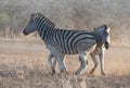 Two Zebra stallions fighting and kicking each other during golden hour in Africa Royalty Free Stock Photo