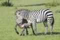 Two Zebra stallions fighting Royalty Free Stock Photo