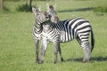 Two Zebra stallions fighting Royalty Free Stock Photo