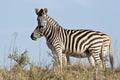 Two zebra Royalty Free Stock Photo