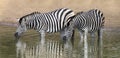 Two zebra standing in water to drink at small pool Royalty Free Stock Photo