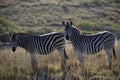 Two zebra on a South African plain Royalty Free Stock Photo
