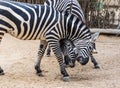 Two zebra Royalty Free Stock Photo