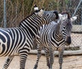 Two zebra Royalty Free Stock Photo