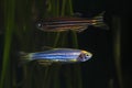 Two zebrafish, Danio rerio. in planted aquarium Royalty Free Stock Photo