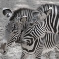 Two Zebras Royalty Free Stock Photo