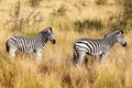 Two Zebras