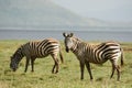 Two zebras Royalty Free Stock Photo