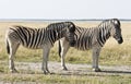 Two Zebras