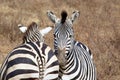 Two zebras Royalty Free Stock Photo