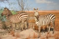 Two Zebras in an African Savanna Exhibit